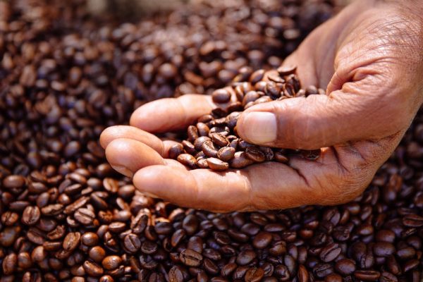 ‘Sustainable coffee’ currently an illusion – Coffee Barometer 2023